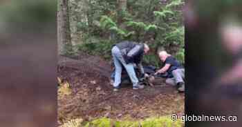 Parks Canada pauses Sidney Island deer kill after animals entangled in netting