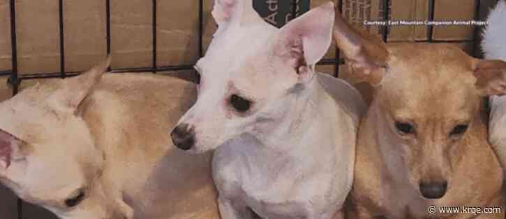 Dozens of chihuahuas rescued from hoarder house in Socorro have been adopted