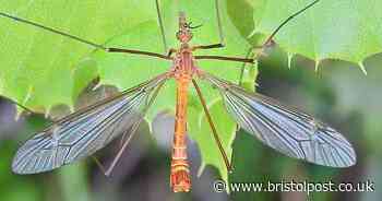 Move one bin to keep daddy long legs out as invasion heads for us