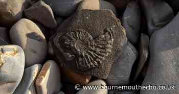 Seaside town ranked as best fossil hunting spot in the region