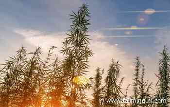 Hemp to be made easier for British farmers to grow