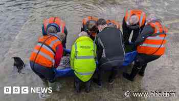 Rarely-seen whale washes up near coastal resort