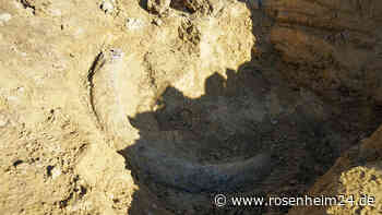 Mammut-Zahn in Österreich gefunden: Sensations-Fund begeistert Forscher