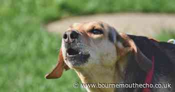 Concerns dog day care would cause ‘major disturbance’ to nearby SEN school