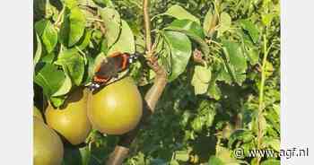 "Grote prijsverschillen tussen Conference en Doyenné de Comice"