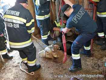 Tierrettung in der Steiermark