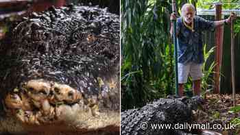 How old was Cassius the crocodile? Scientists are trying to work out the birth date of the 18-foot 'living dinosaur' who died in Australia at a suspected age of 120