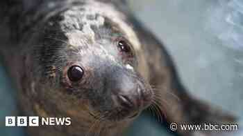 Rocky the jet-setting seal back to fighting weight