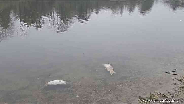 Lelystad - Mysterieuze vissterfte in Zuigerplas: 'Ze liggen op wandelpaden en tussen struiken'