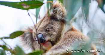 Duisburger Zoo: Zwei weitere schwer kranke Koalas eingeschläfert – schon drei Tiere tot
