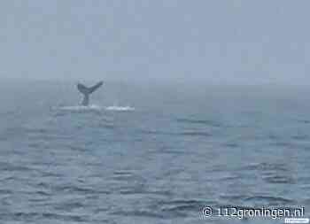 Walvis ‘groet’ een politieboot op de Noordzee