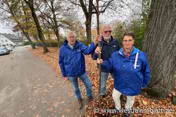 Warum müssen alte Linden an der Bohnenstraße weichen?