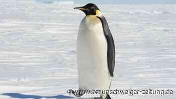 3500 Kilometer geschwommen: Pinguin verirrt sich nach Australien