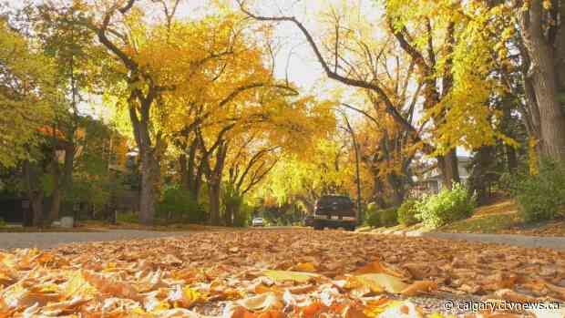 Calgary to plant 903,000 new tress