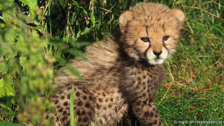 Cheetamoeder verliest nestje, Frans adoptiewelpje biedt troost