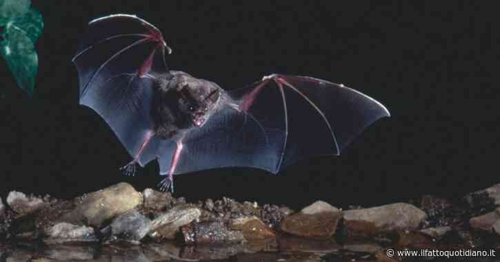 Così i pipistrelli trasformano il sangue in energia, lo studio su 24 esemplari indotti a correre su un tapis roulant