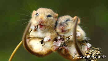 14 goldige Herbsttiere, die Sie garantiert verzaubern