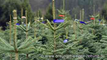 Wo gibt es Weihnachtsbäume im Harz zu kaufen?