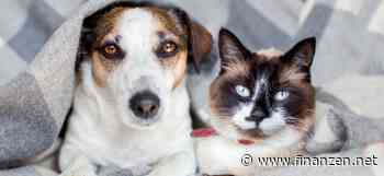 Studie zeigt: Längere Lebenserwartung für Hunde und Katzen. Wie eine Tierkrankenversicherung vor hohen Kosten schützt!