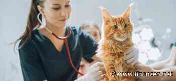 Finanzielle Sicherheit für Samtpfoten: Wie Sie Ihre Katze vor hohen Tierarztkosten schützen können