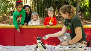 ZooTampa gets ready to bring in the holiday season with ‘Christmas in the Wild’