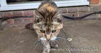 London cat that went 'missing' 14 years ago finally reunited with owner