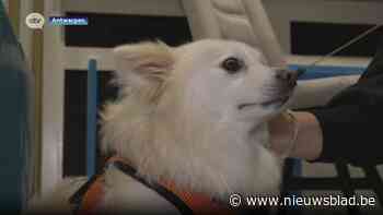 Baasje organiseert bedankingsfeestje voor iedereen die hielp bij zoektocht vermist hondje Lex