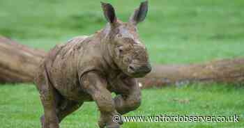 Rare baby rhino takes first steps outside at zoo near Herts