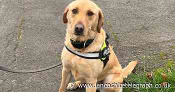 Police dog assists in arrests of men on suspicion of drug offences
