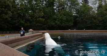 Marineland beluga whale deaths not related to water quality: province