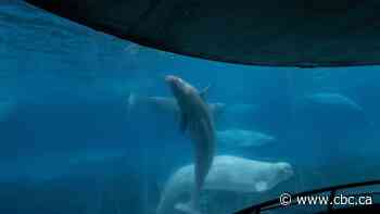 Another beluga whale dies at Marineland, Ontario says water quality is 'acceptable'