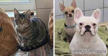 Tierheim Kulmbach befreite etliche Tiere aus Horror-Haus - so geht es ihnen jetzt