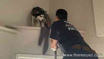 Photo of the Week: Ariz. FF rescues 'Milo' off the ledge