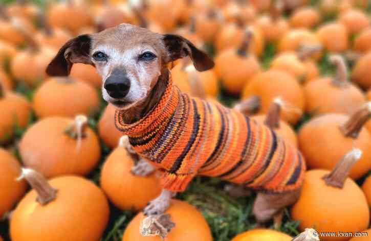 RESULTS: This is the best KXAN viewer photo of October 2024, as voted by you