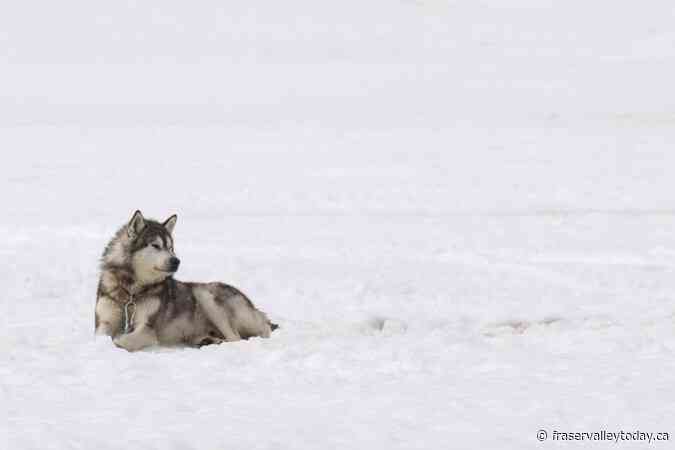 Federal government to apologize for Nunavik dog slaughter