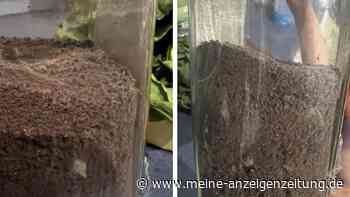 Edeka-Kaffee entwickelt Eigenleben – Kundin vom Anblick baff: „Wusste nicht, dass er sowas machen kann“