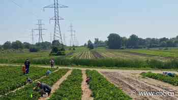 Family behind Lindley's Farm and Market retiring after 180 years in the Hamilton area