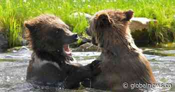 B.C. First Nation criticized for killing of twin grizzly bears in their territory