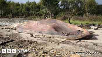 Washed-up whale left to rot naturally for months