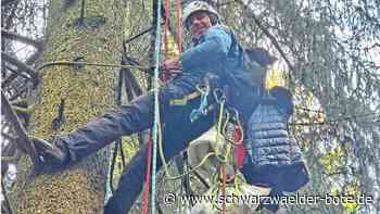 Forst in Nagold: Firma sammelt im Stadtwald Fichtenzapfen