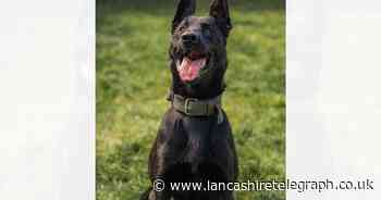 Wanted man played 'very bad game of hide and seek' before police dog capture