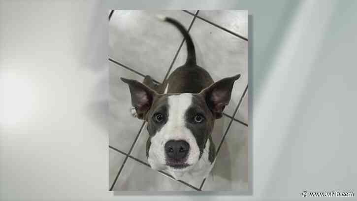 5-month-old Lizzie is looking for her forever home