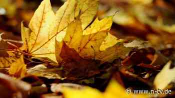 Winterquartier und Bodenschutz: Wie Sie Herbstlaub im Garten gut nutzen können
