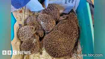 Newspapers & trending: Hedgehog family in recovery