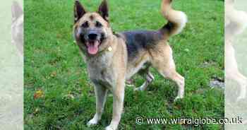 Wirral Globe dog of the week: 'Stunning' Eric needs forever home