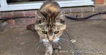 London cat that went 'missing' 14 years ago finally reunited with owner