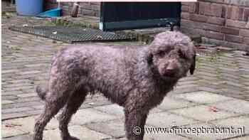 112-nieuws: eigenaar hond gezocht • beschoten mannen bekenden van politie