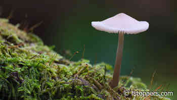 Techniques for Creating Depth and Focus in Complex Landscape Scenes