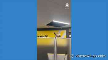 WATCH:  Chaos ensues after racoon crashes through LaGuardia Airport ceiling