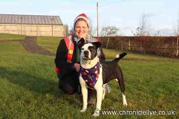 County Durham charity needs your help to support dogs who are homeless this Christmas